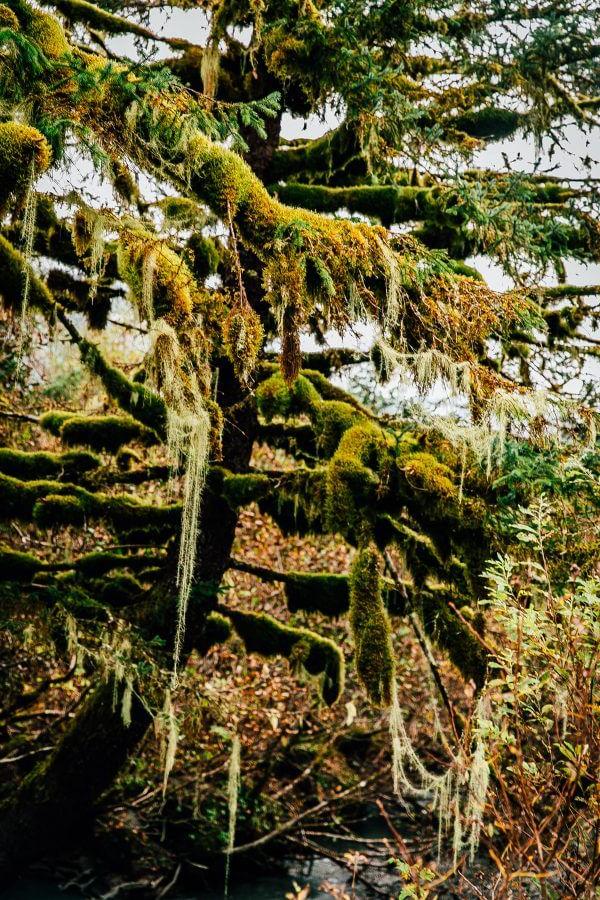My Week in Cordova, Alaska