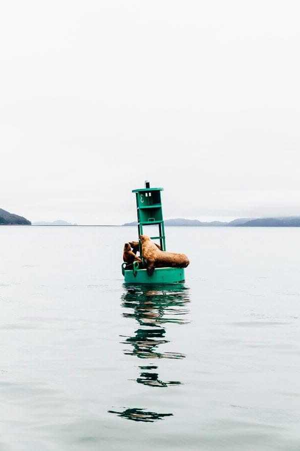 My Week in Cordova, Alaska