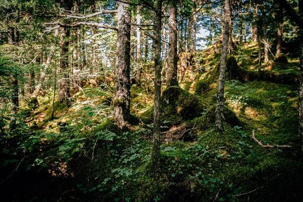 My Week in Cordova, Alaska