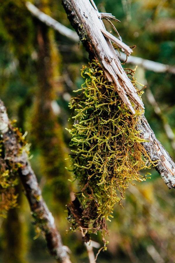 My Week in Cordova, Alaska