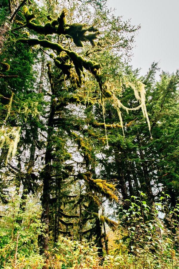 My Week in Cordova, Alaska